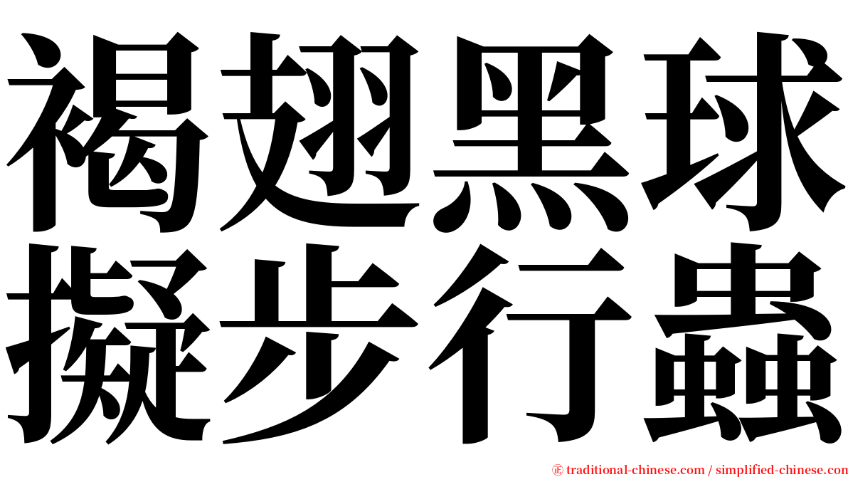 褐翅黑球擬步行蟲 serif font