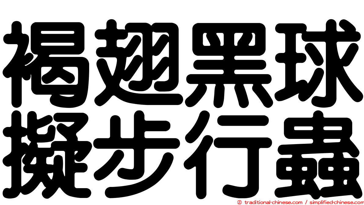 褐翅黑球擬步行蟲