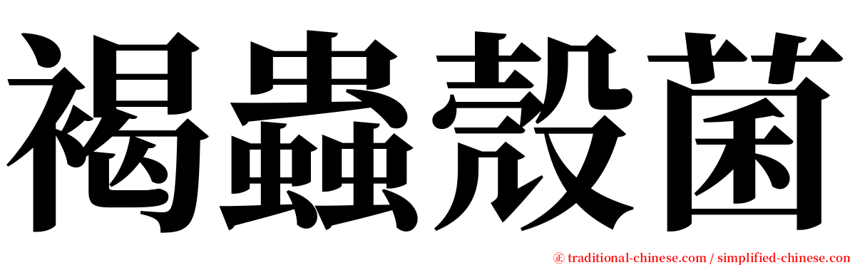 褐蟲殼菌 serif font