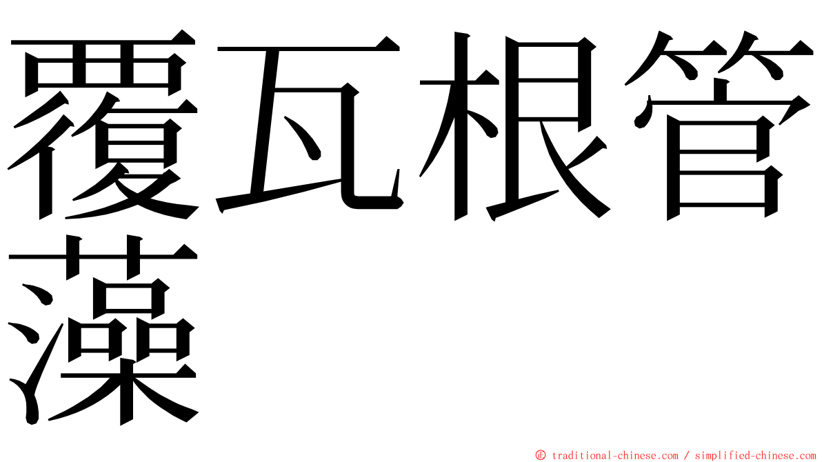 覆瓦根管藻 ming font