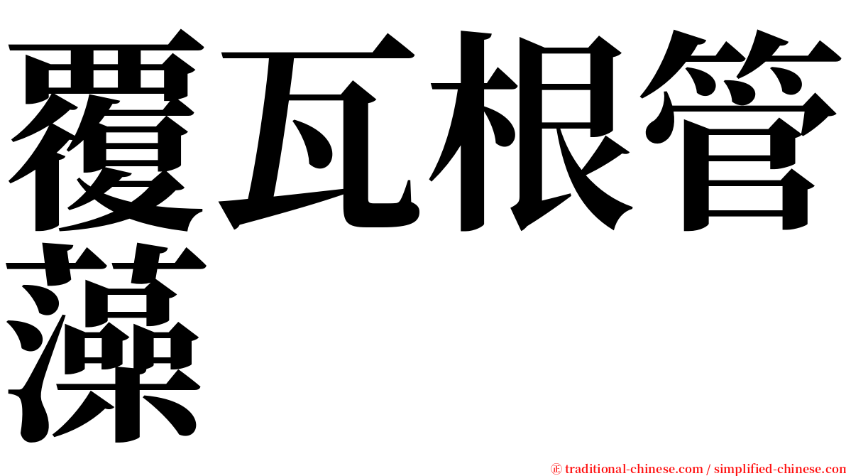 覆瓦根管藻 serif font