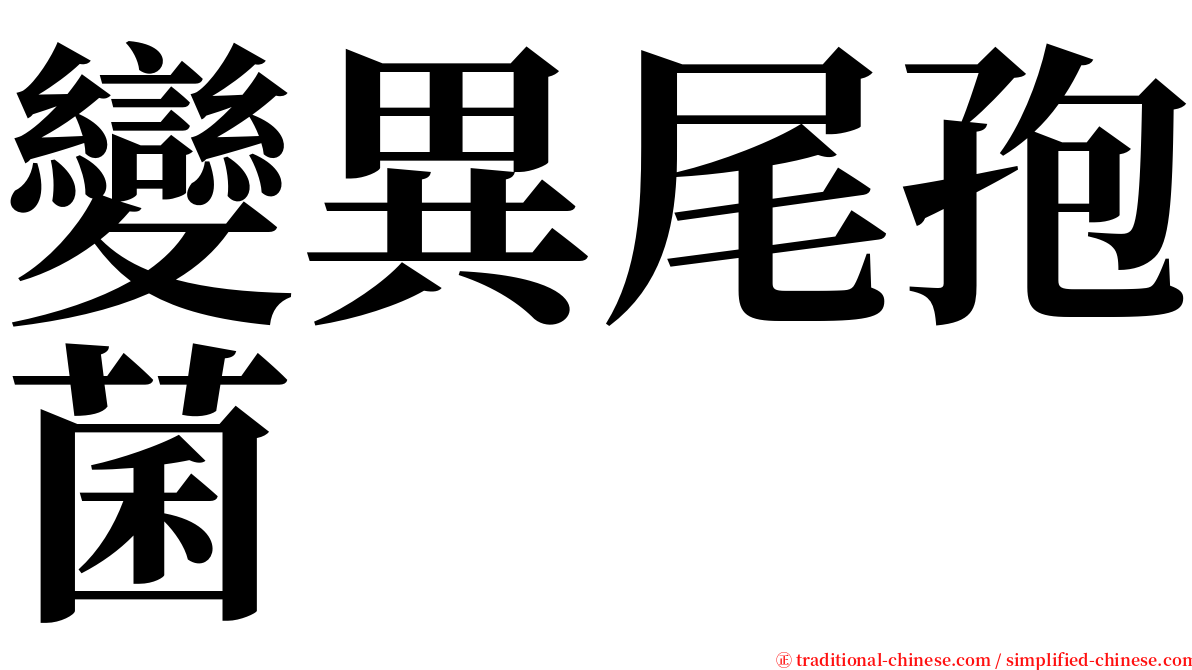 變異尾孢菌 serif font