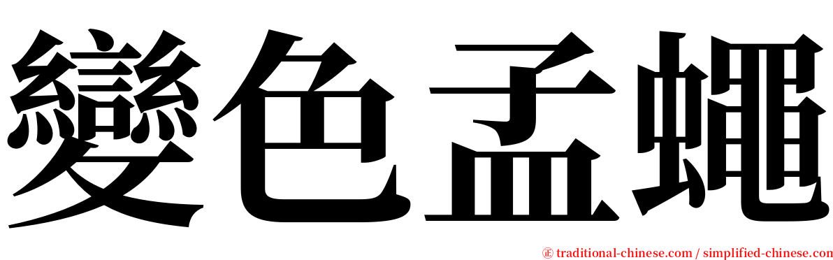 變色孟蠅 serif font