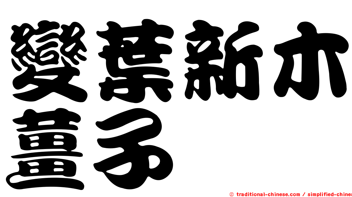 變葉新木薑子