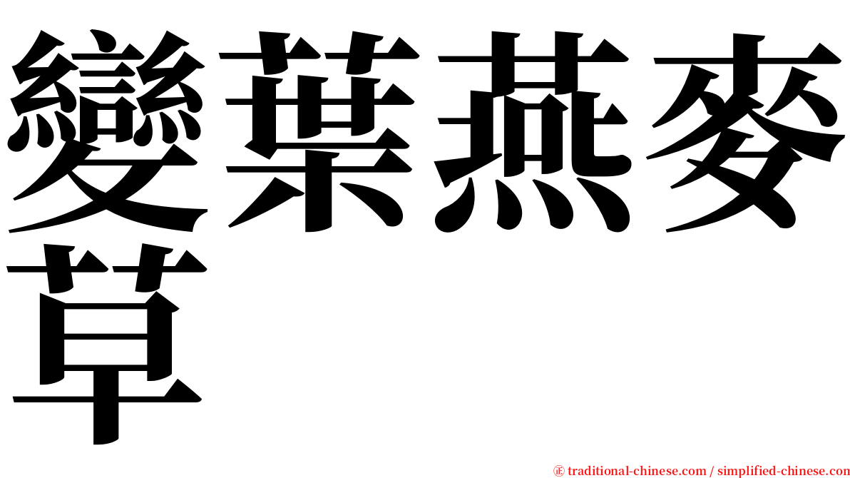 變葉燕麥草 serif font