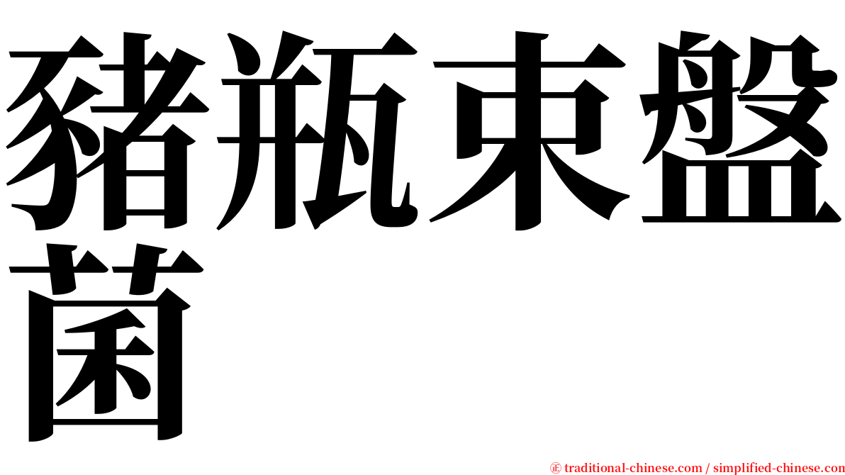 豬瓶束盤菌 serif font