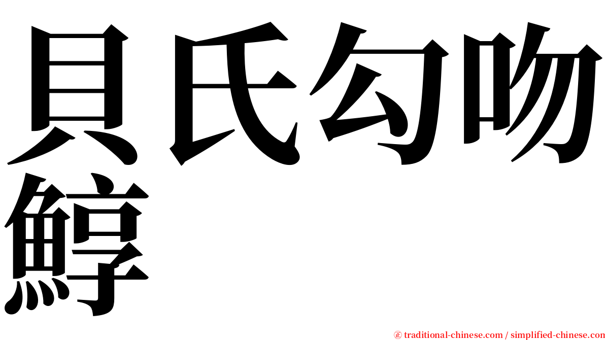 貝氏勾吻鯙 serif font