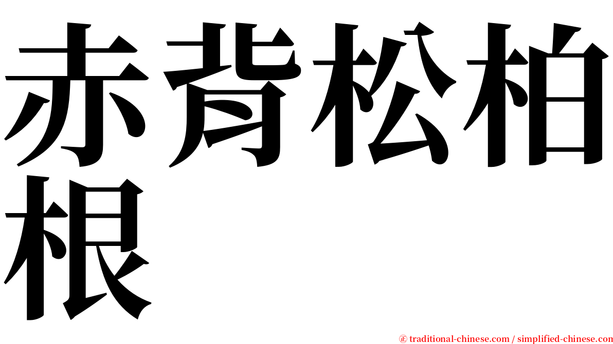 赤背松柏根 serif font