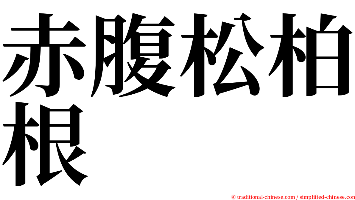 赤腹松柏根 serif font