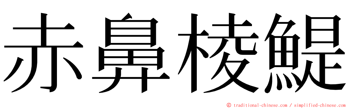 赤鼻棱鯷 ming font