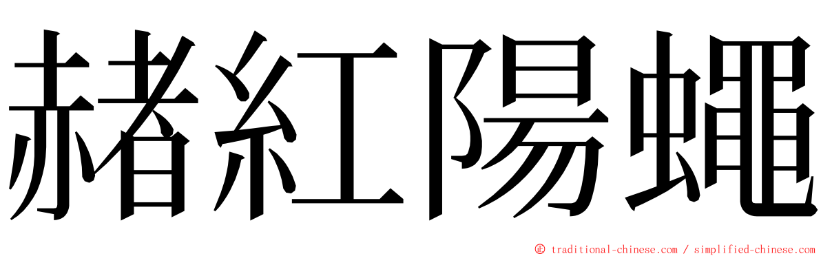 赭紅陽蠅 ming font