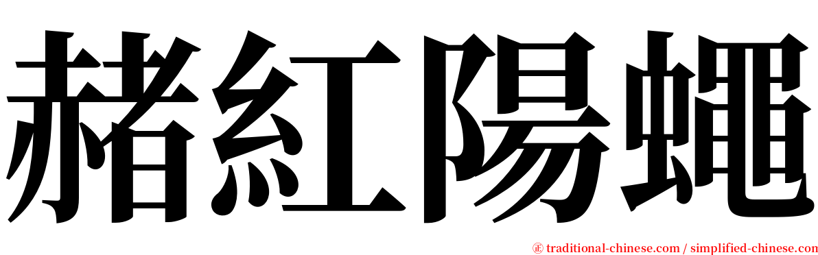 赭紅陽蠅 serif font