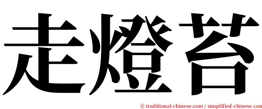 走燈苔 serif font