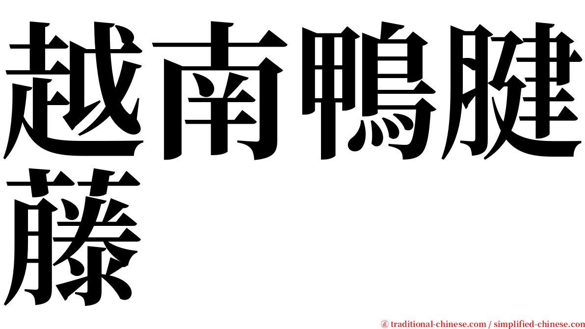 越南鴨腱藤 serif font