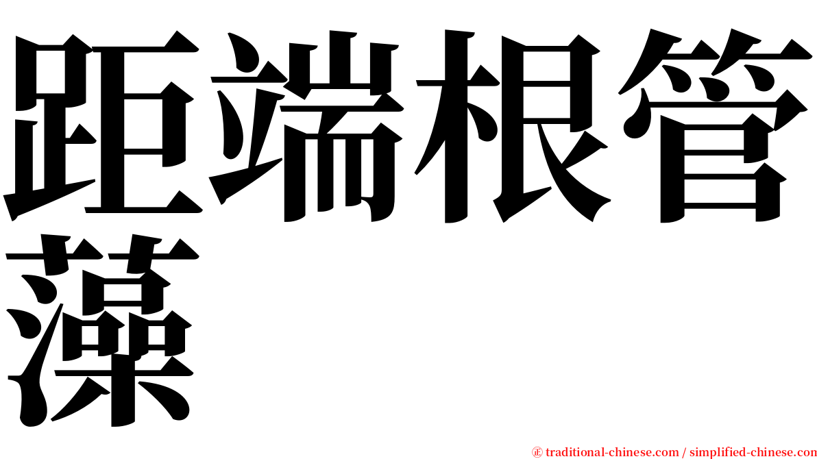 距端根管藻 serif font