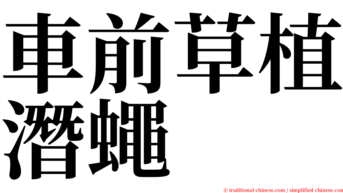 車前草植潛蠅 serif font