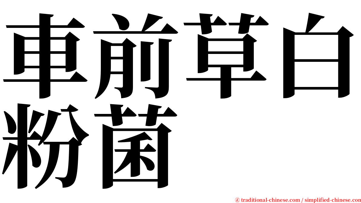 車前草白粉菌 serif font