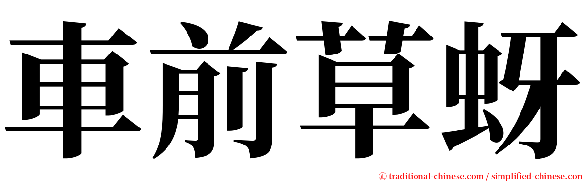 車前草蚜 serif font