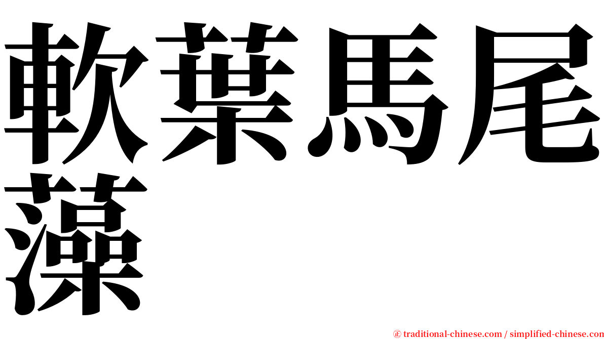 軟葉馬尾藻 serif font