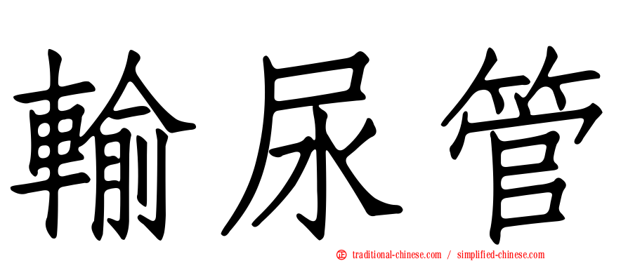 輸尿管