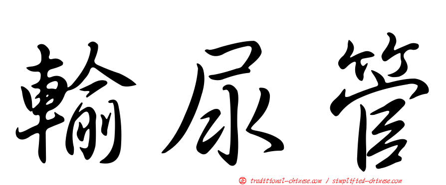 輸尿管