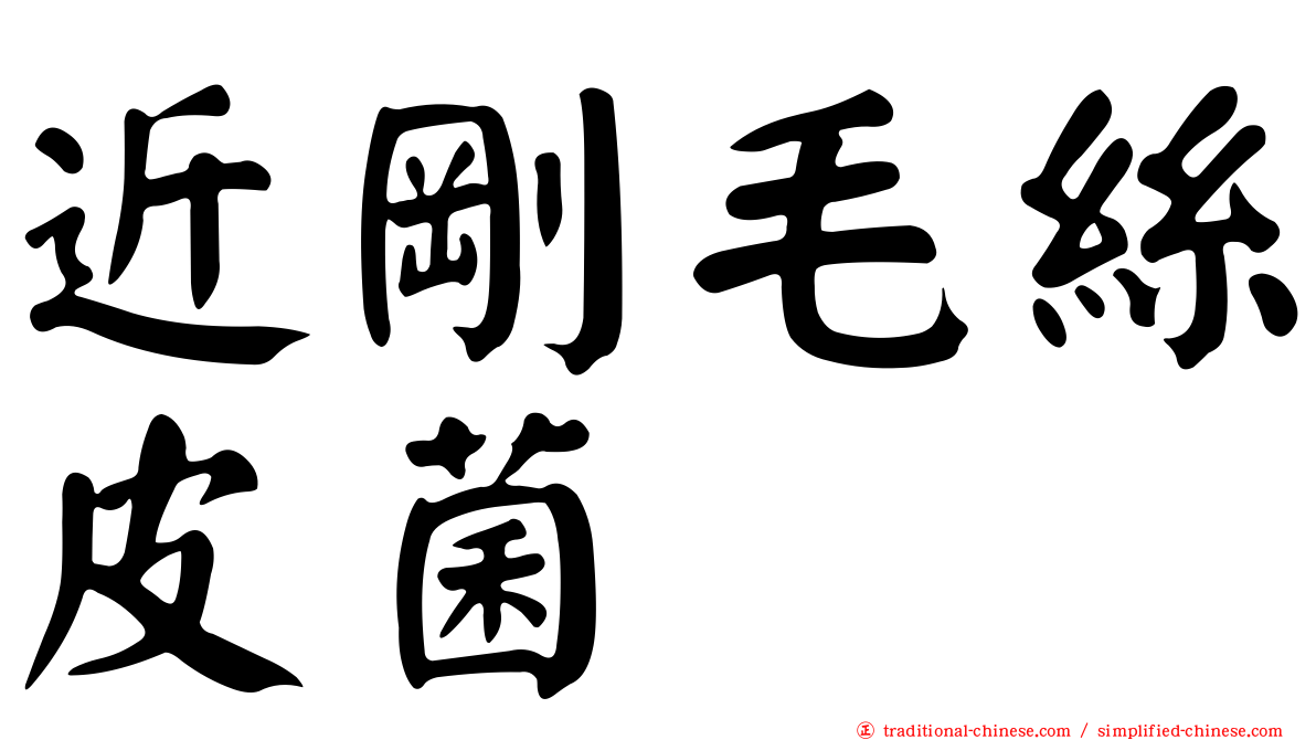 近剛毛絲皮菌