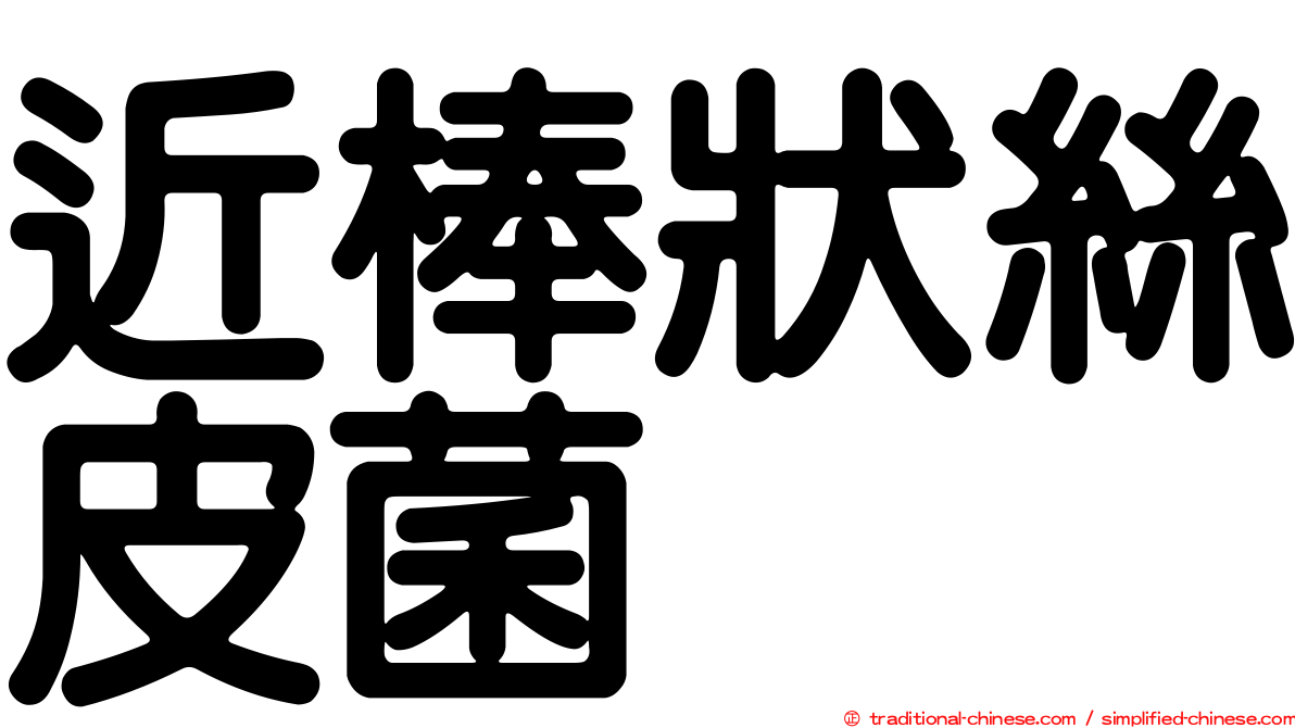 近棒狀絲皮菌
