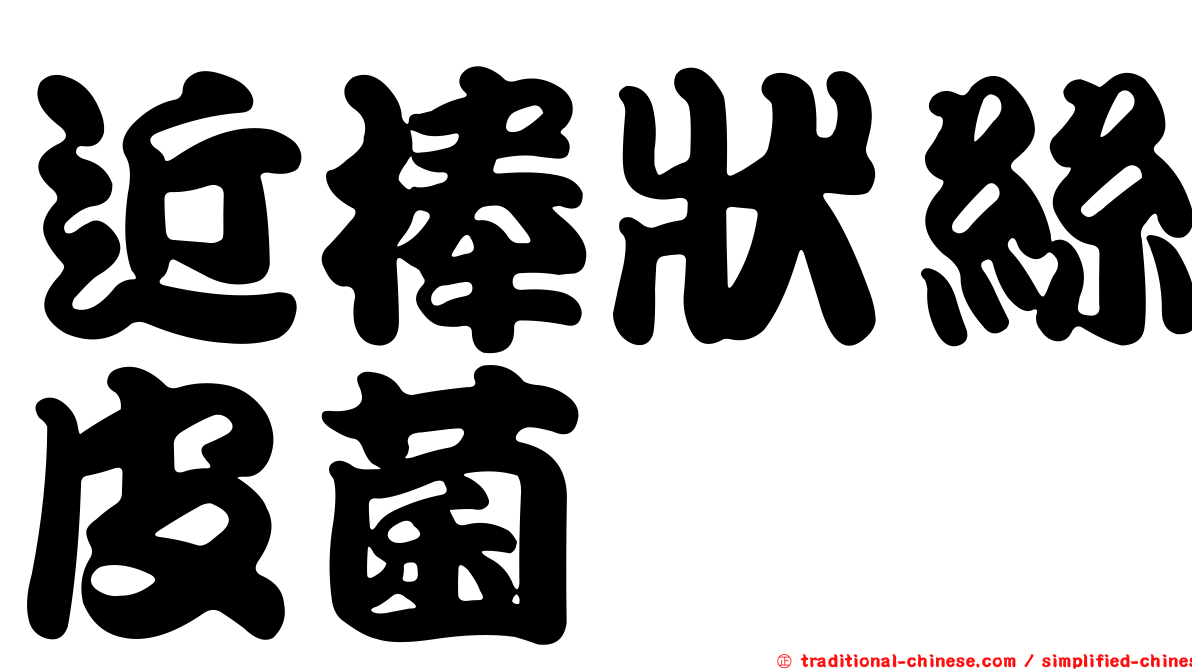 近棒狀絲皮菌