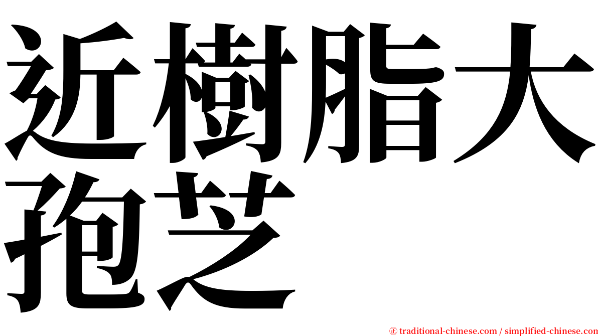 近樹脂大孢芝 serif font