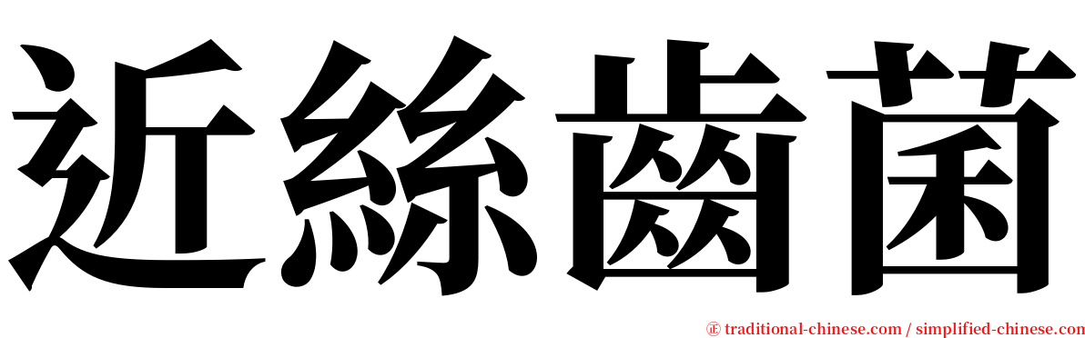 近絲齒菌 serif font