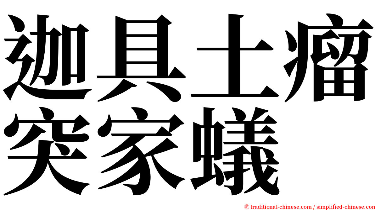 迦具土瘤突家蟻 serif font