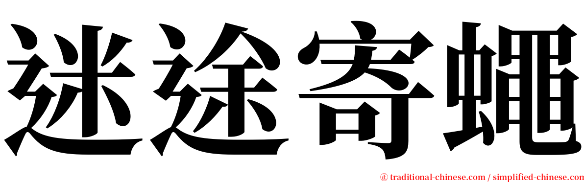 迷途寄蠅 serif font