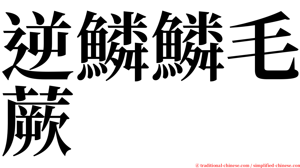 逆鱗鱗毛蕨 serif font