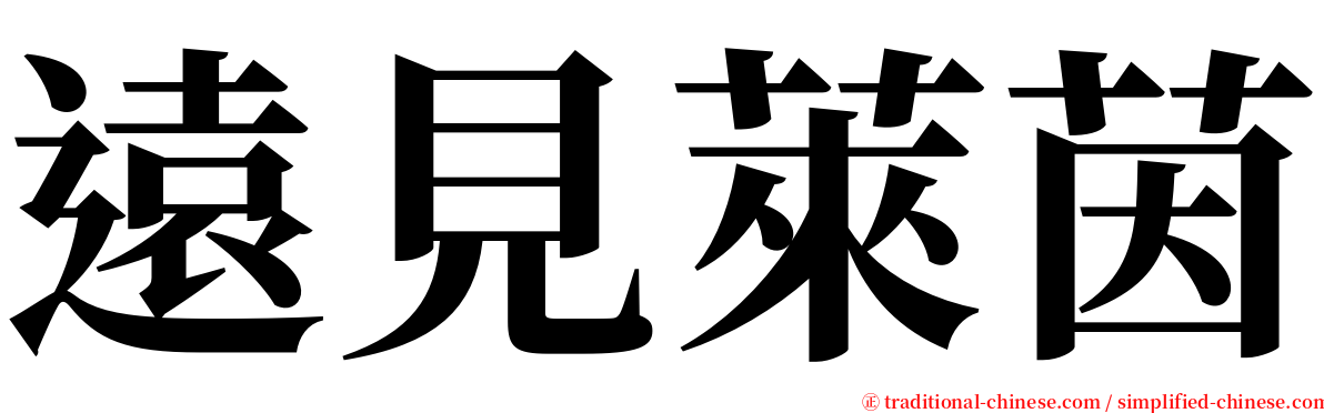 遠見萊茵 serif font