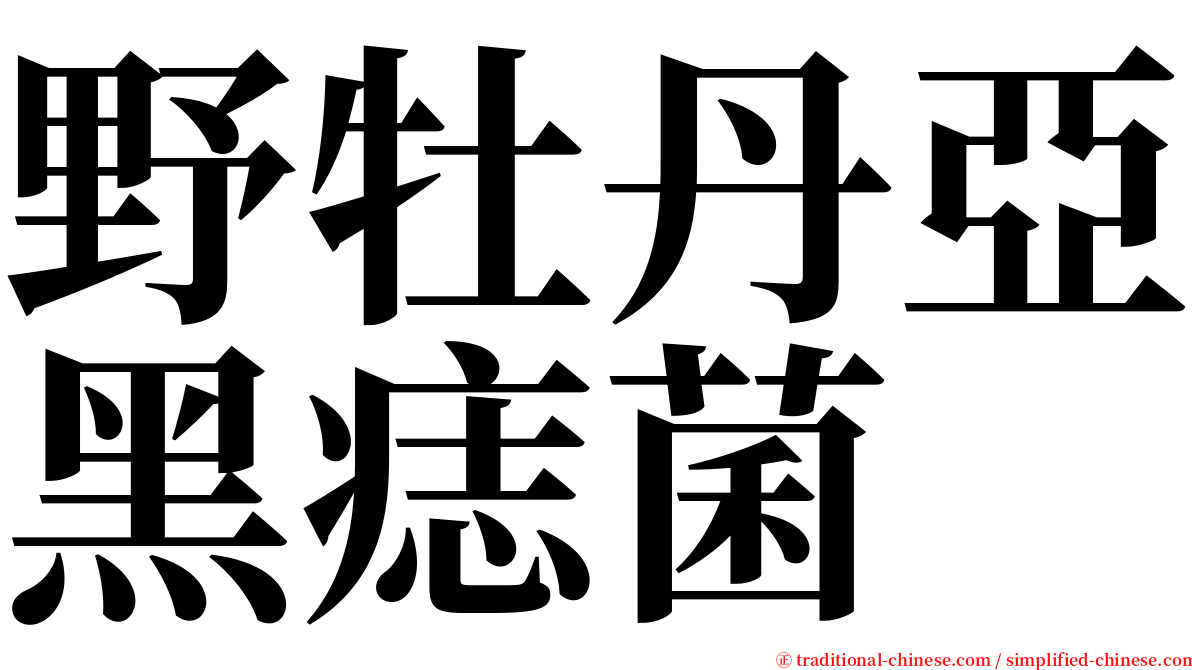 野牡丹亞黑痣菌 serif font