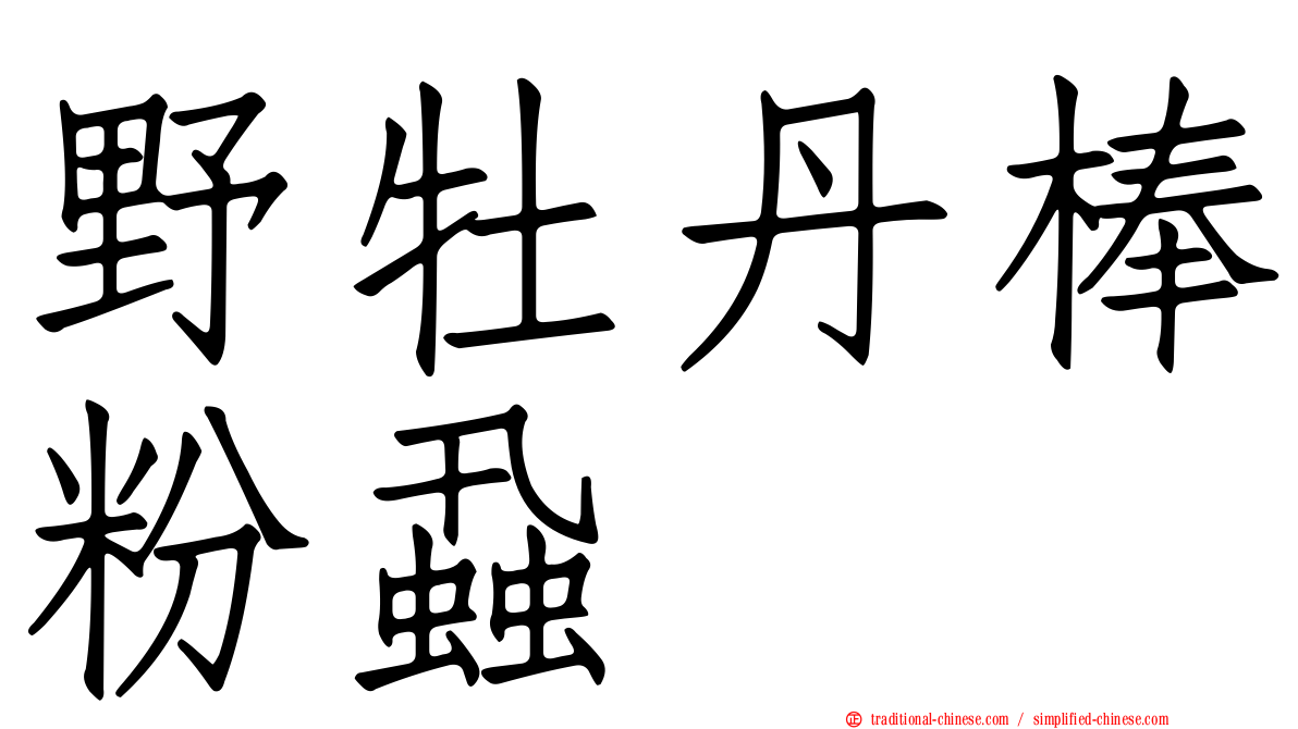 野牡丹棒粉蝨