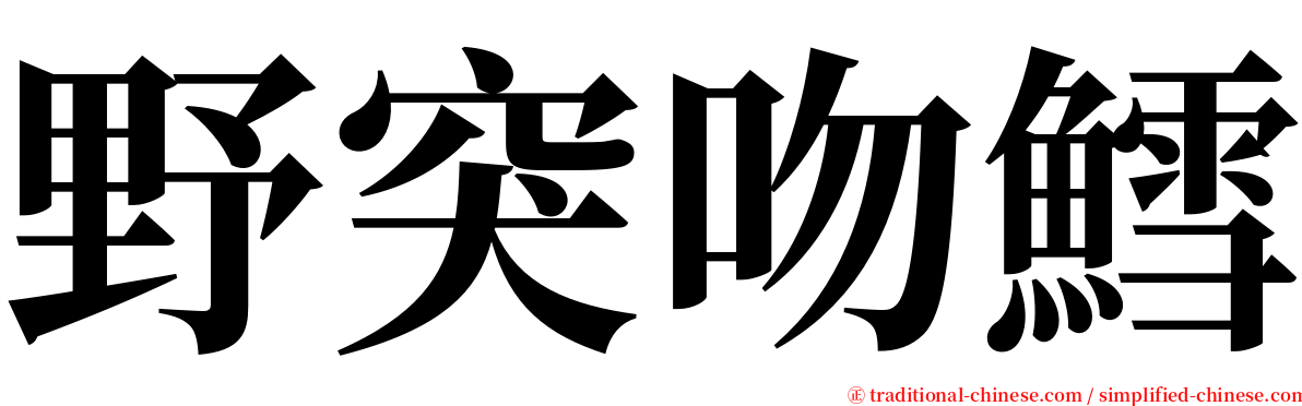 野突吻鱈 serif font