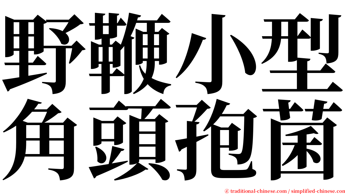 野鞭小型角頭孢菌 serif font