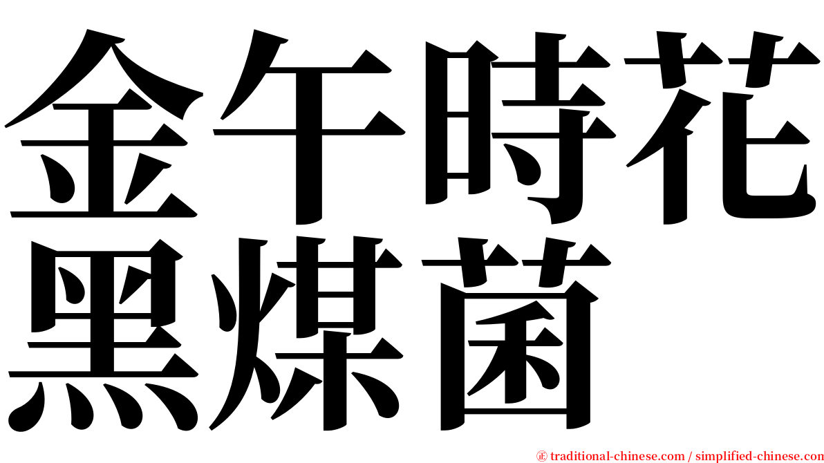 金午時花黑煤菌 serif font