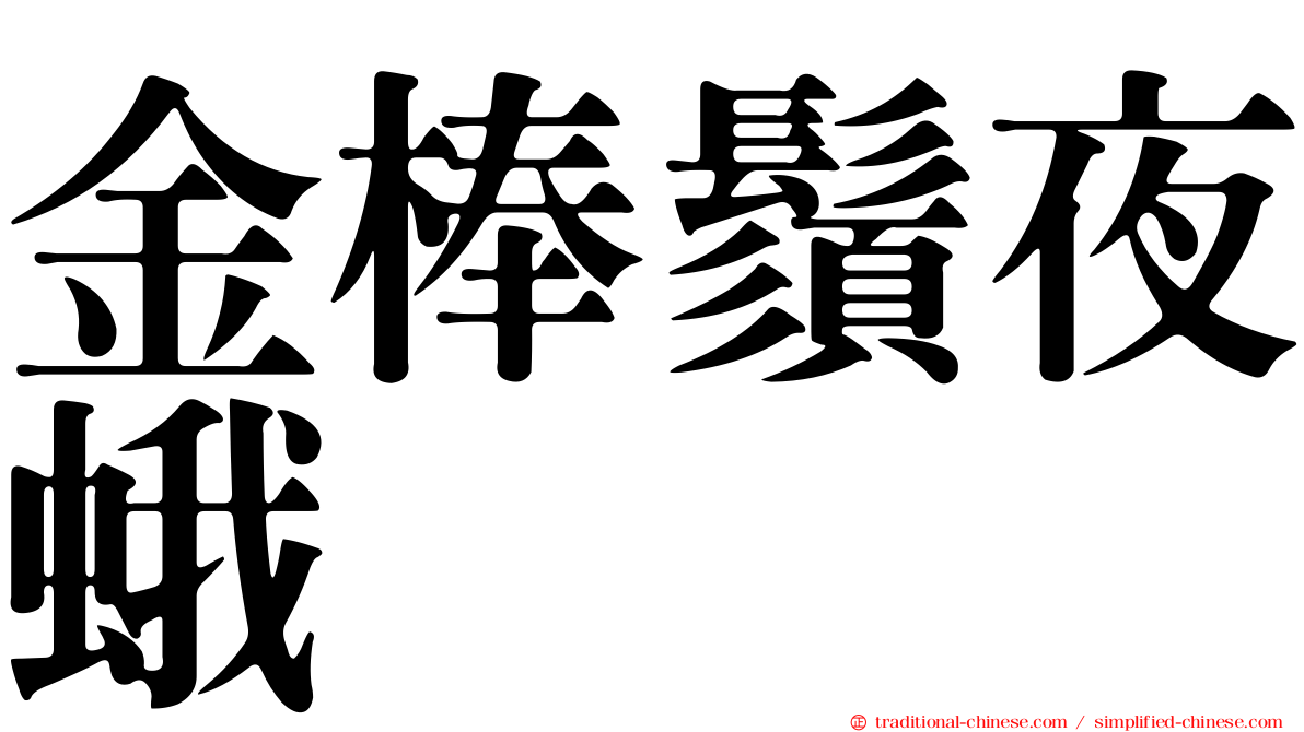 金棒鬚夜蛾