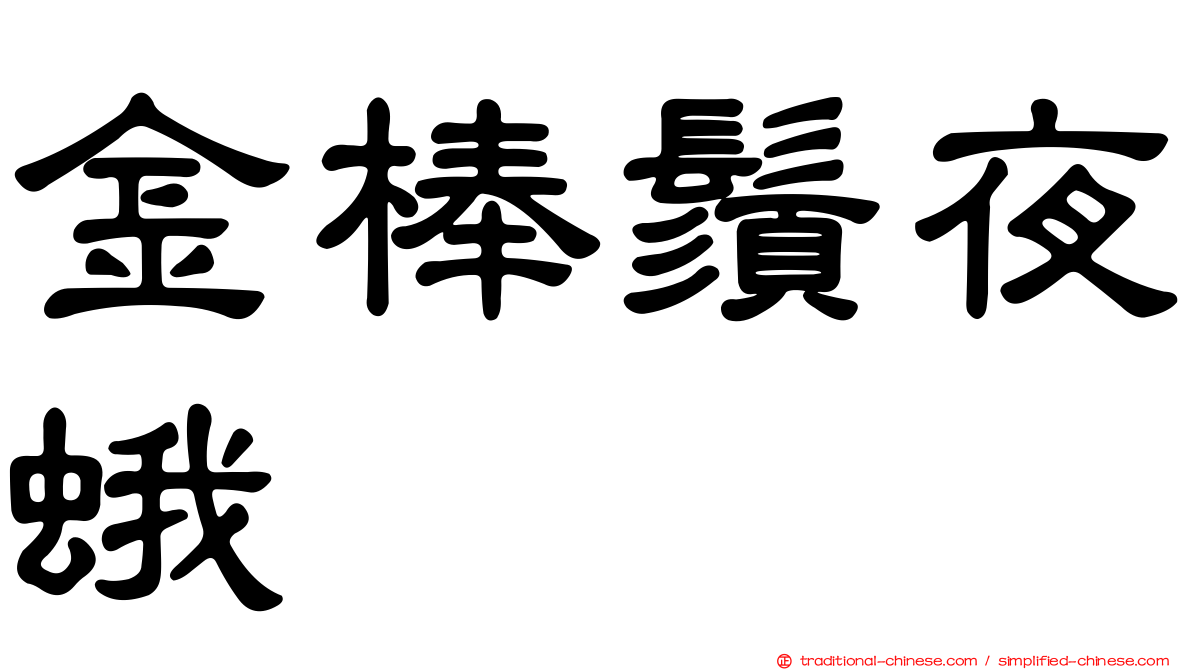 金棒鬚夜蛾