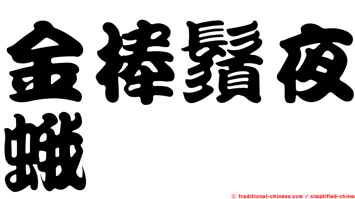 金棒鬚夜蛾