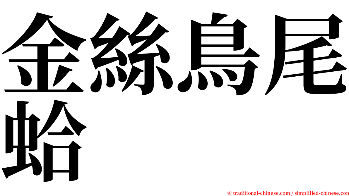 金絲鳥尾蛤 serif font