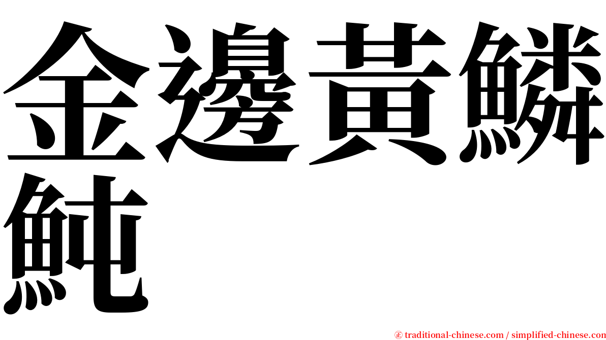 金邊黃鱗魨 serif font