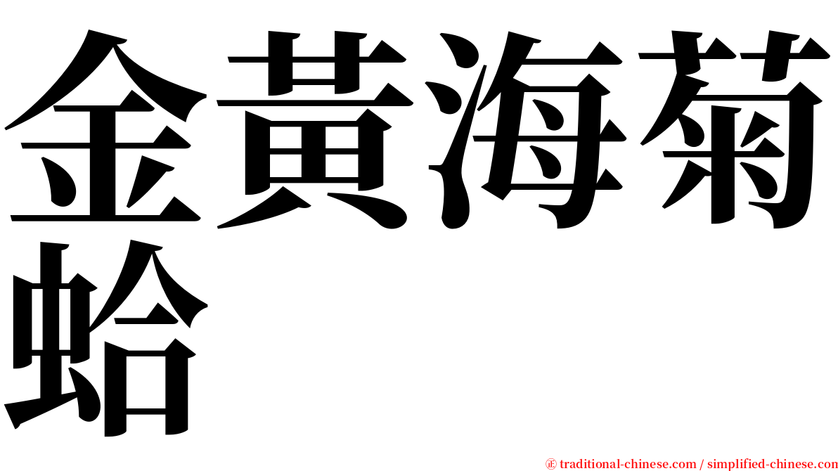 金黃海菊蛤 serif font