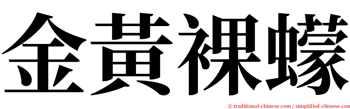 金黃裸蠓 serif font