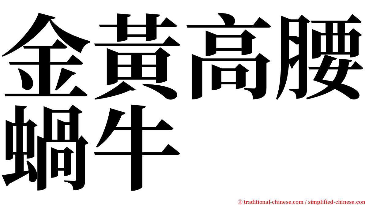 金黃高腰蝸牛 serif font