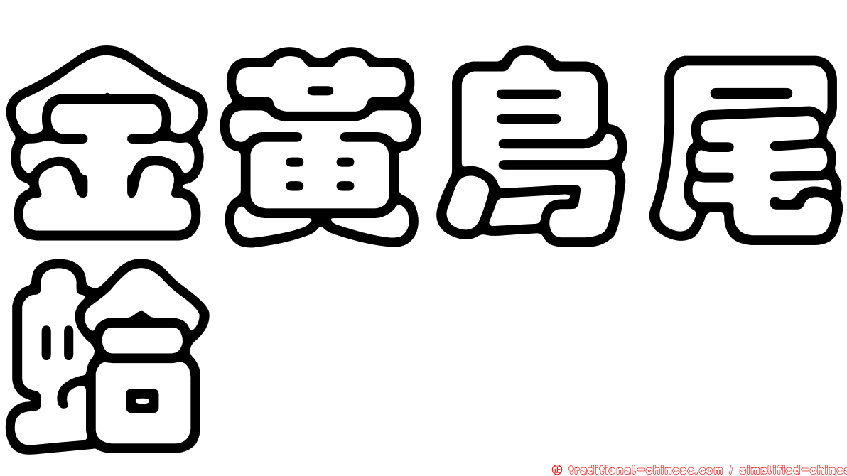 金黃鳥尾蛤