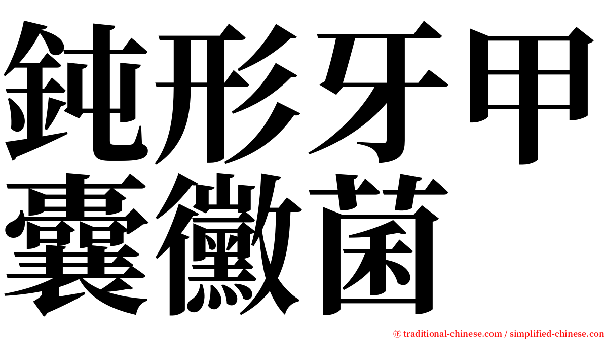 鈍形牙甲囊黴菌 serif font