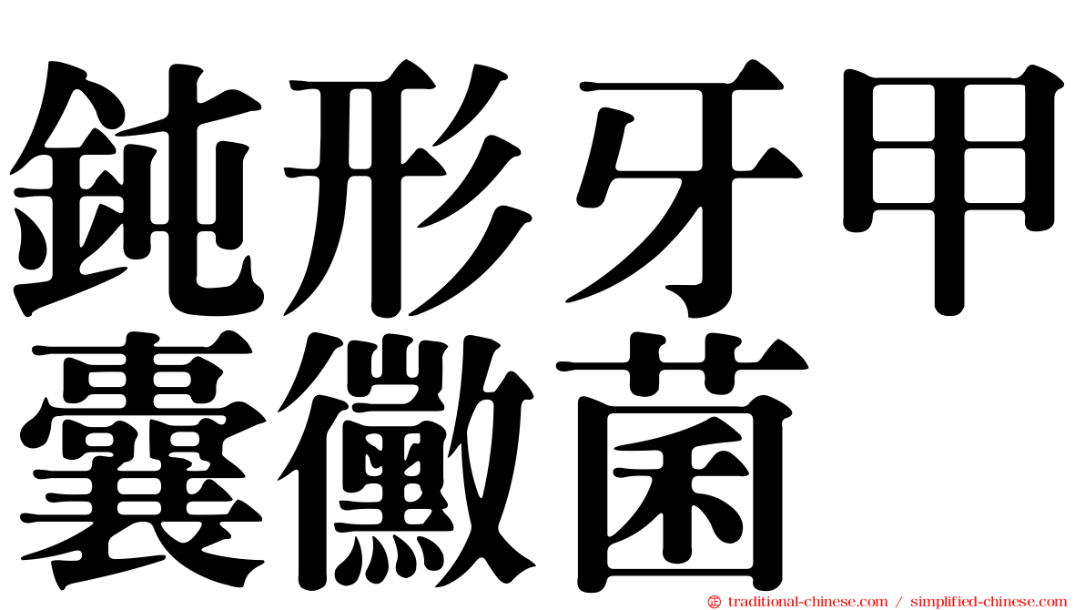 鈍形牙甲囊黴菌